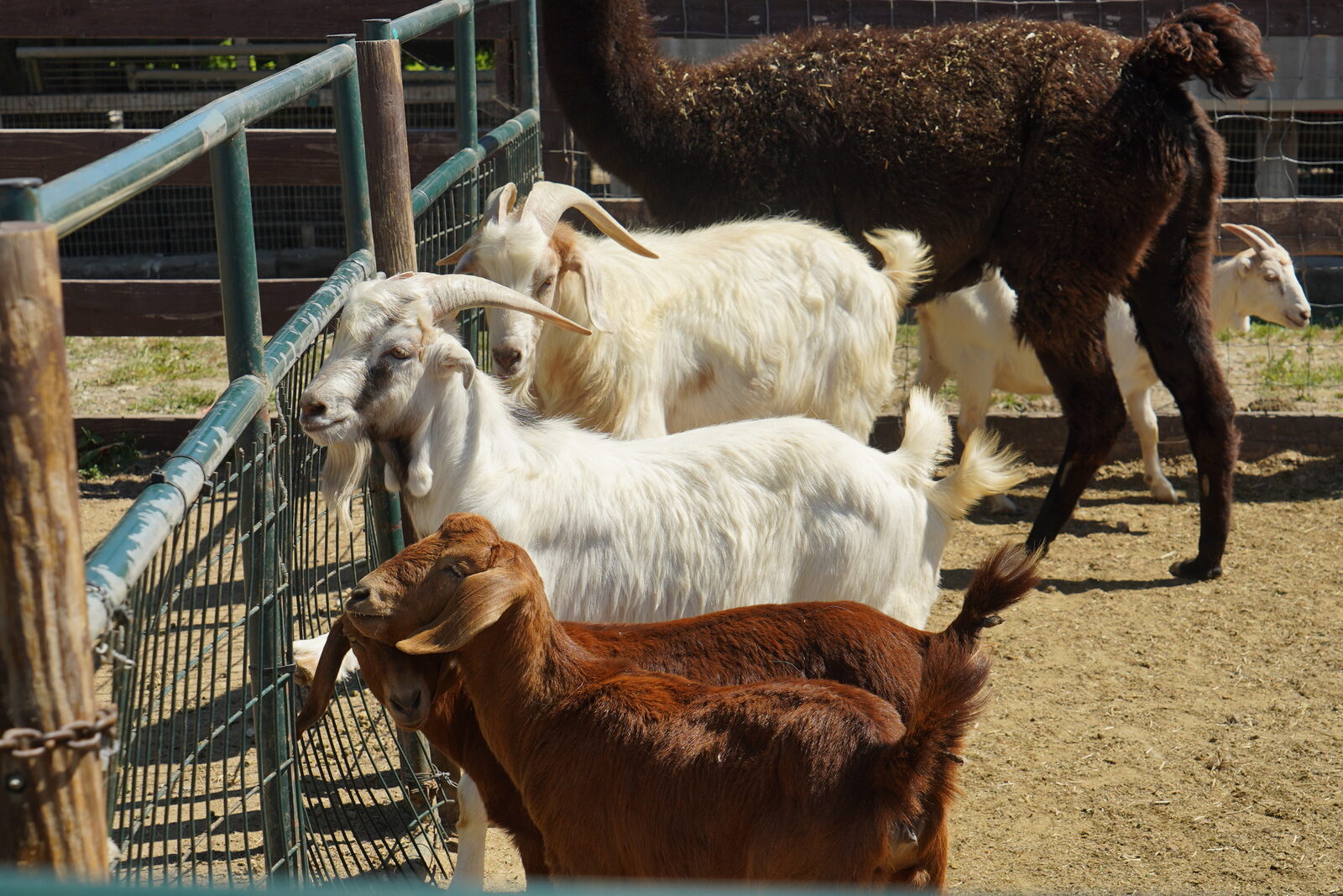Goats and alpacas at Maust Family Farms petting zoo